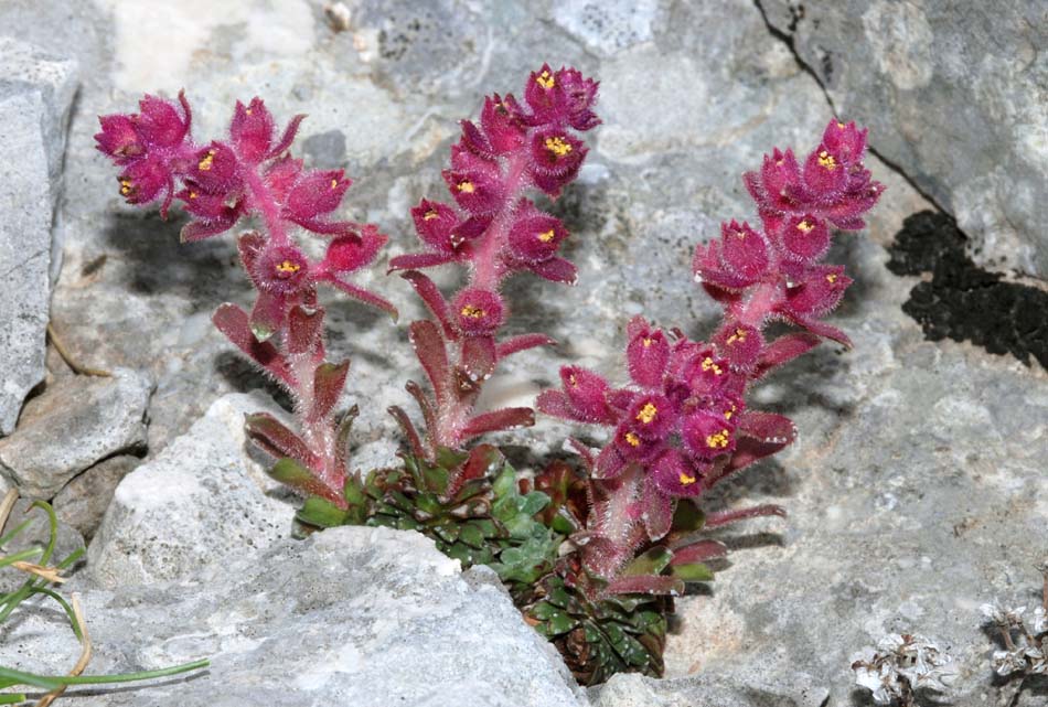 Piante interessanti dal P. Naz. D''Abruzzo